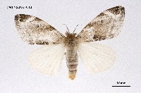 藏品(灰白毒蛾)的圖片